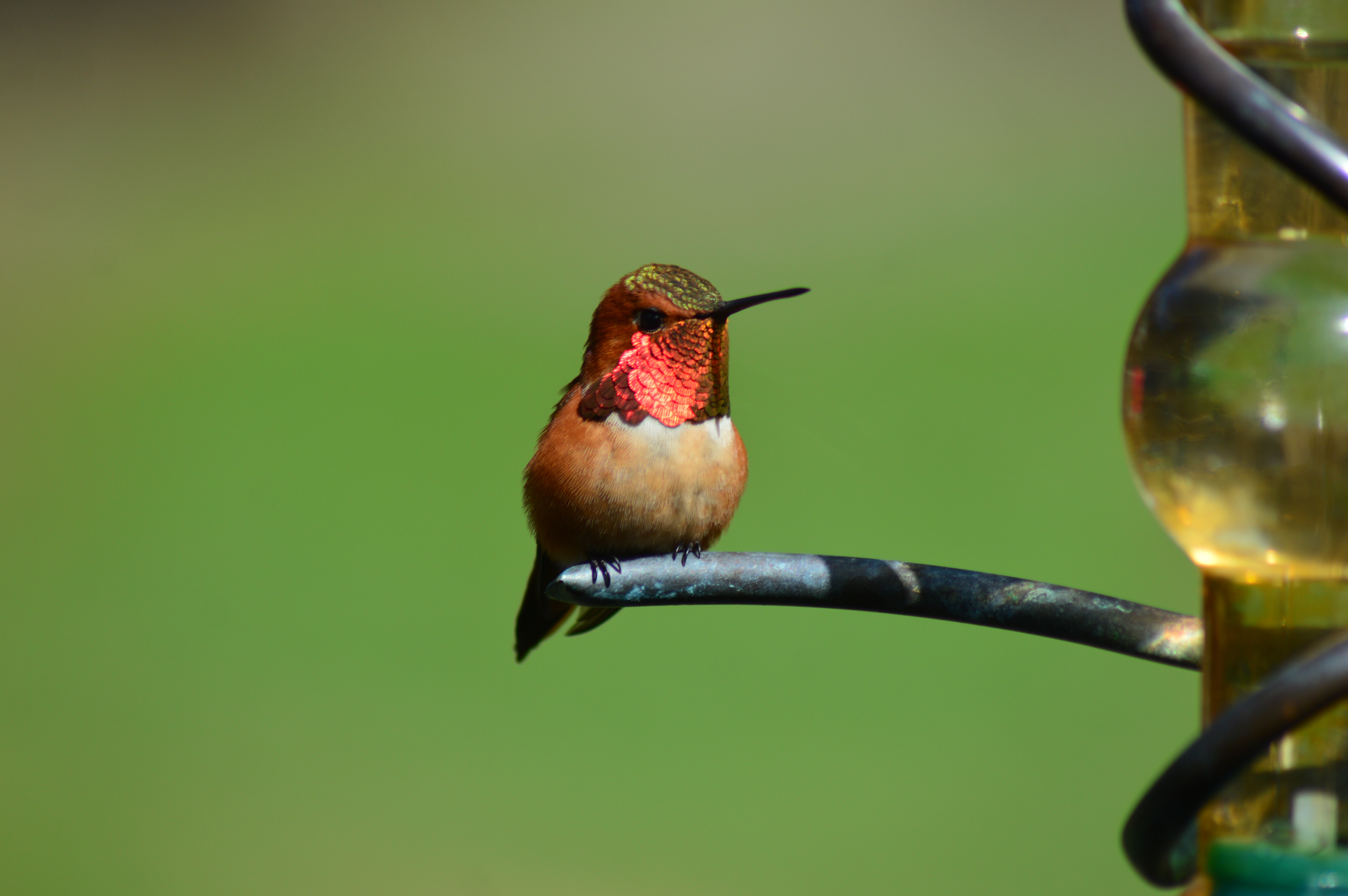 Science & Spanish: Hummingbird Migrations & Myths