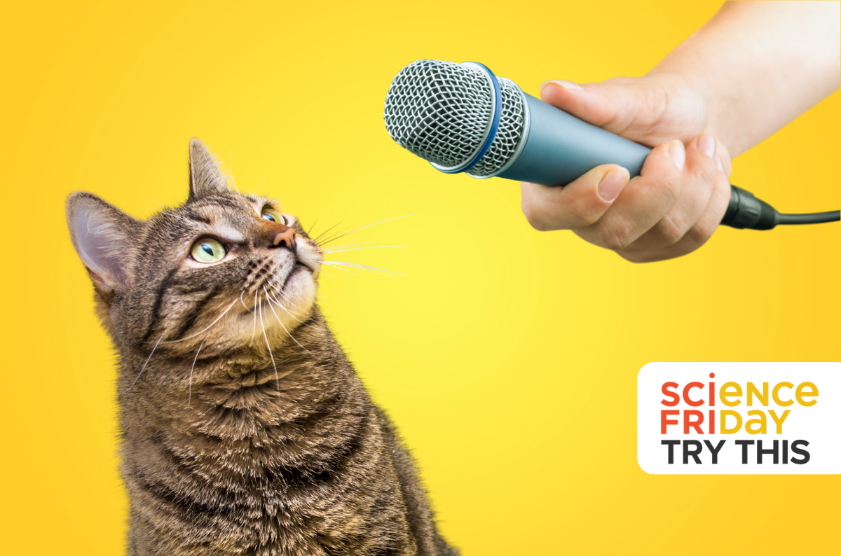Can Your Cat Talk To You? Use Science To Find Out!