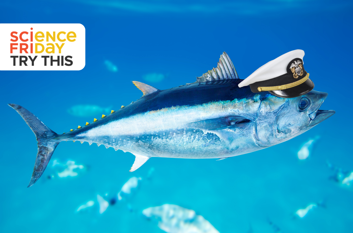 Tracking Tuna: How Do Behavior And Environment Interact?